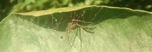 Spider in leaf refuge